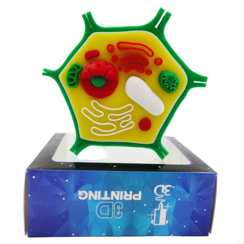 Medical Lab Study - Mô hình giải phẫu tế bào