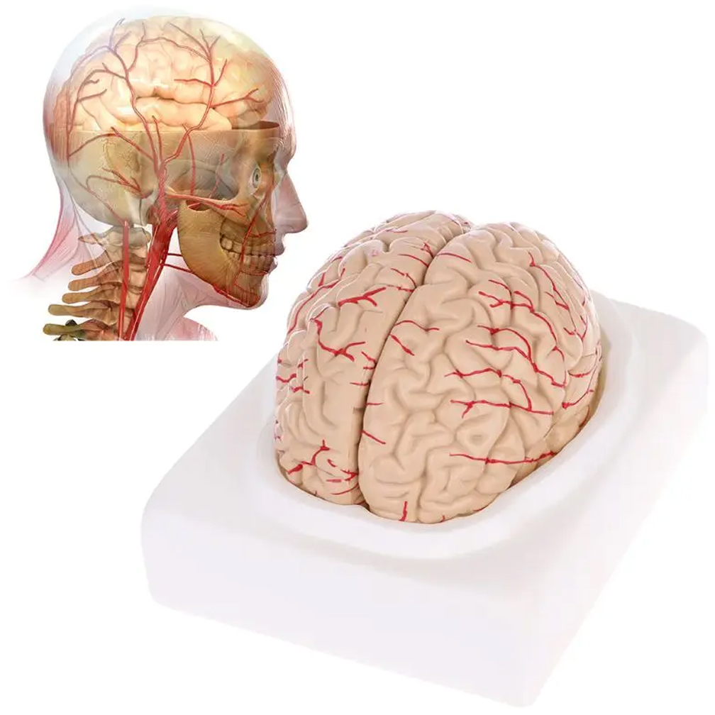 Human Life Size Brain Anatomy  - đánh giá và giá Medical Lab Study