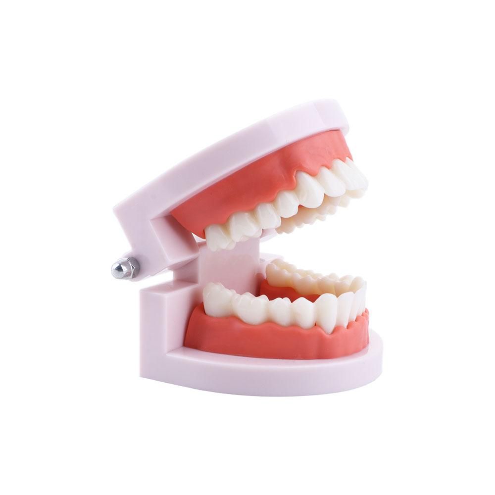 Pro White Lab Typodont Demonst - đánh giá và giá Medical Lab Study