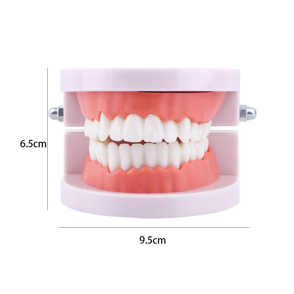 Pro White Lab Typodont Demonst - đánh giá và giá Medical Lab Study