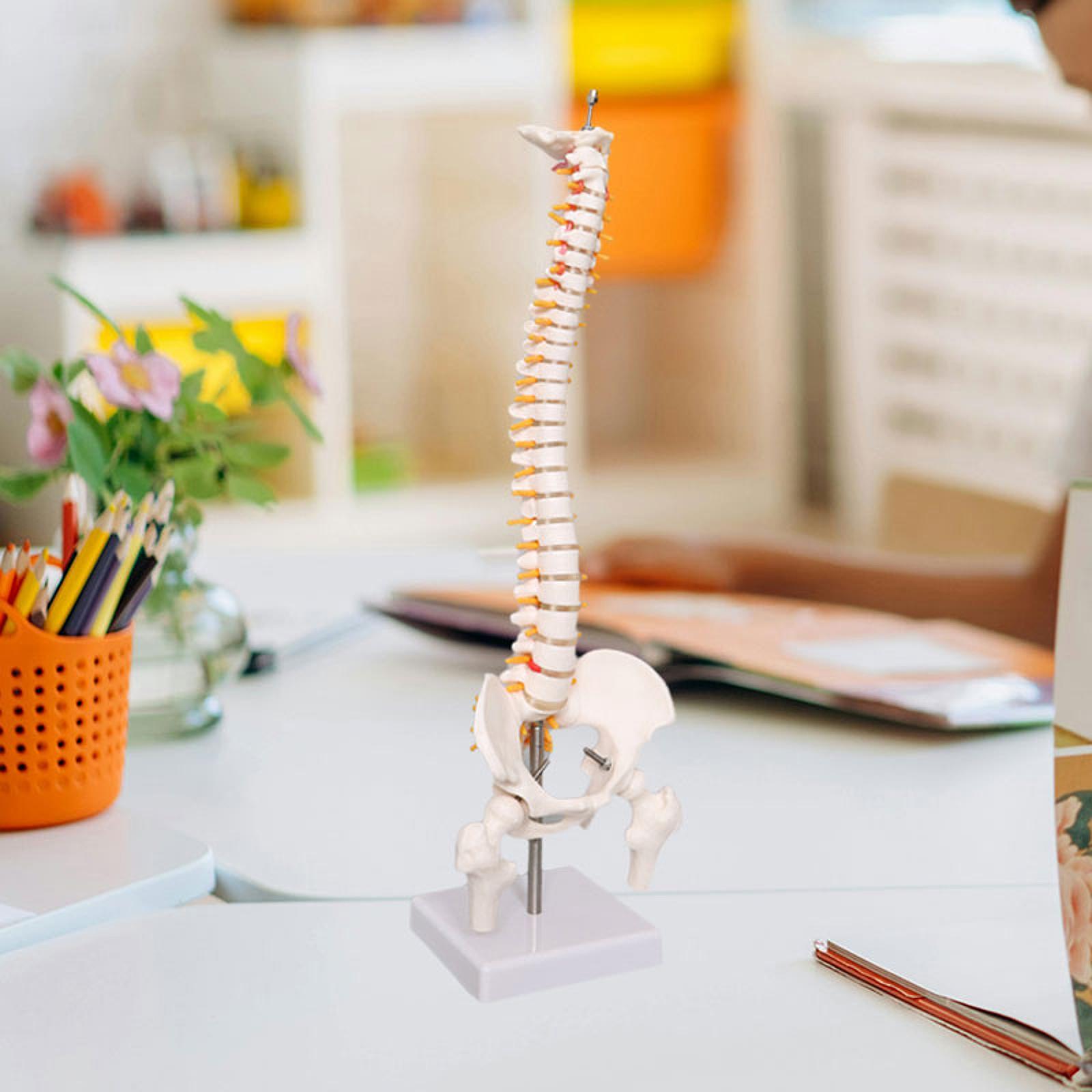 Human Spine Model 17.7inch for - đánh giá và giá Medical Lab Study