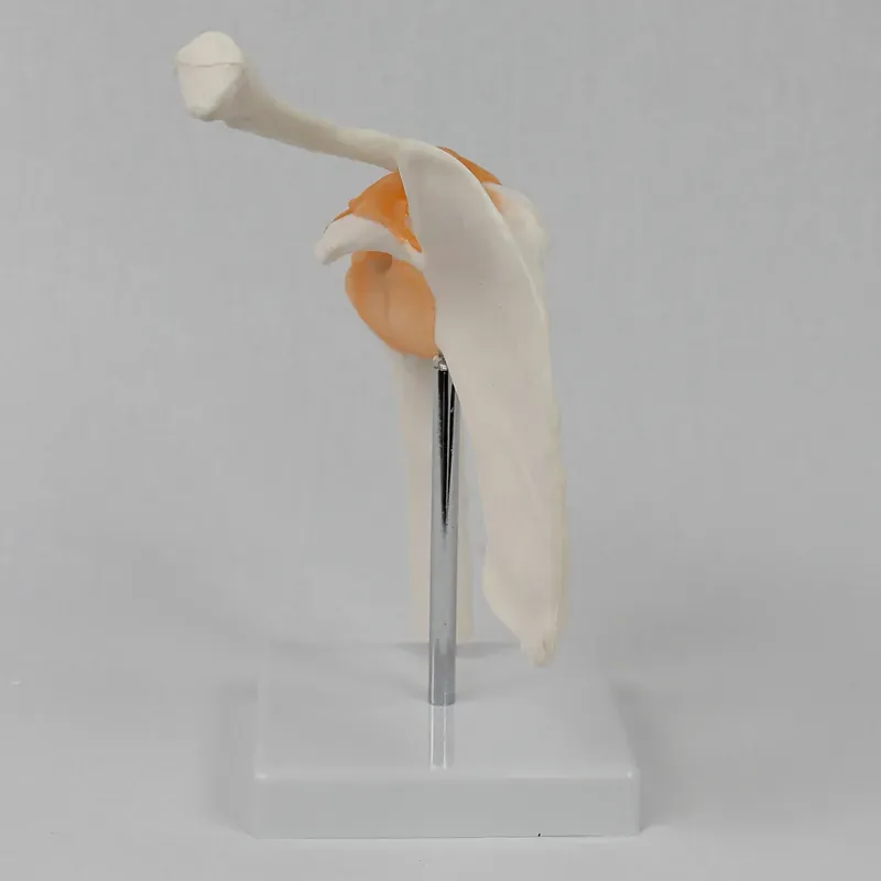 Functional Shoulder Joint Mode - đánh giá và giá Medical Lab Study