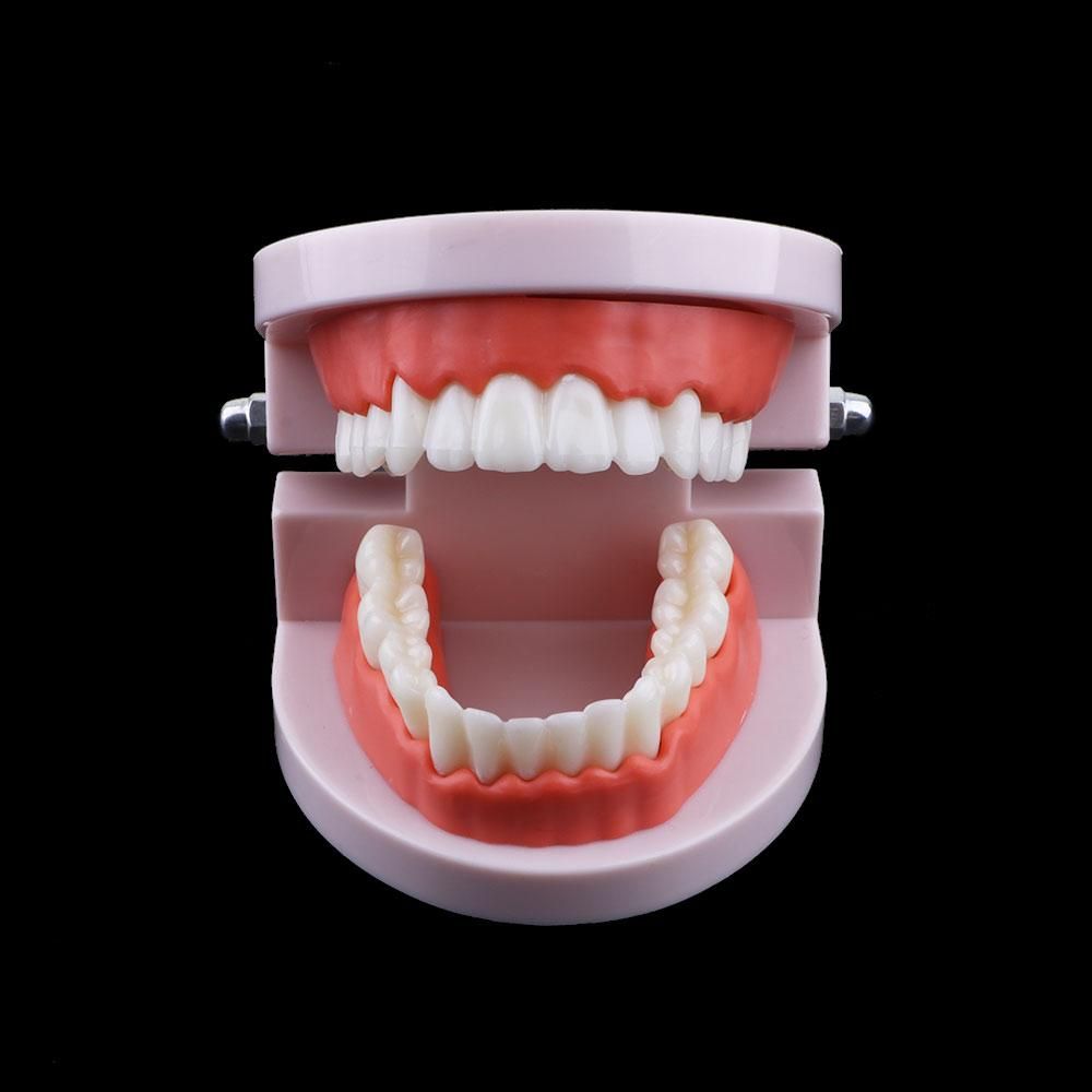 Lab Adult Oral Education Typod - đánh giá và giá Medical Lab Study