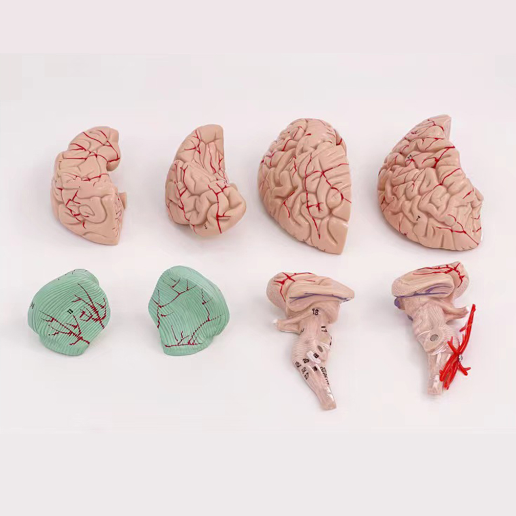Human Life Size People Brain F - đánh giá và giá Medical Lab Study